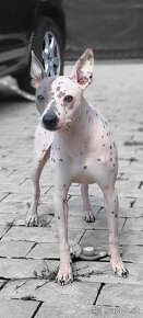 Americký bezsrstý teriér AHT American Hairless Terrier s PP