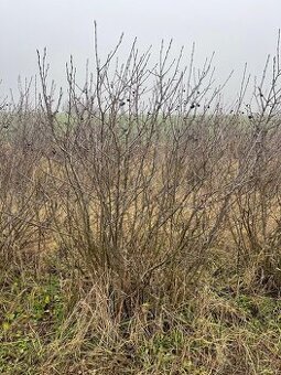 Aronia čiernoplodá NERO