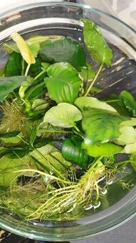 Anubias