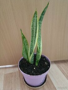 Izbové rastliny - dracaena trifasciata prain