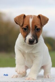 Jack Russel Terier