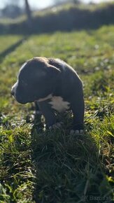 American bully