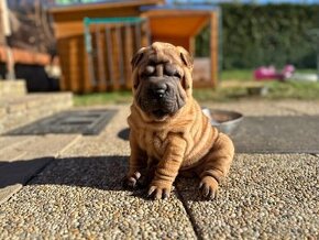 Šteniatka sharpei, sarpej, Shar-pei