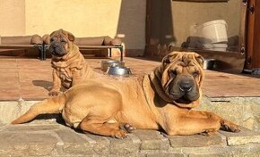 Šteniatka sharpei, sarpej, Shar-pei