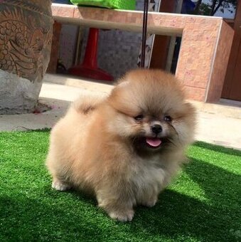 Pomeranian