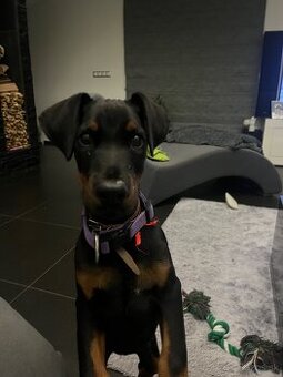 Doberman šteniatko