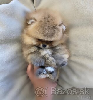 Pomeranian mini chlapček