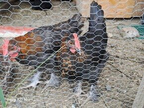 Predám mladého kohúta Marans