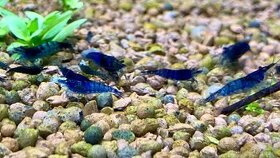 Krevetky - Neocaridina davidi - Blue dream