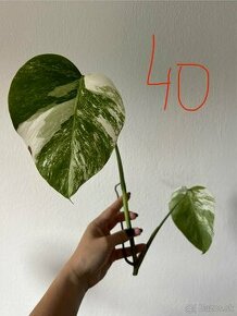 Monstera albo variegata