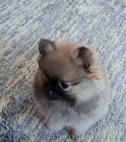 Pomeranian