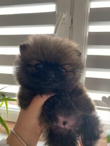 Pomeranian MINI boo