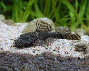 Prísavník obyčajný 3-5 cm - Ancistrus sp.