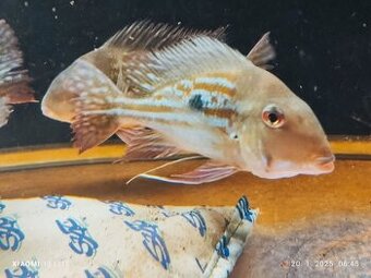 Geophagus winimilery 4ks/20-25cm