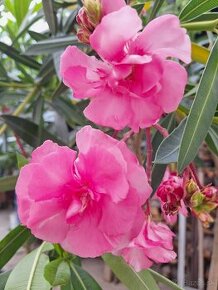 Oleander - 1