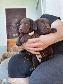 Predám šteniatka čistokrvneho labradora