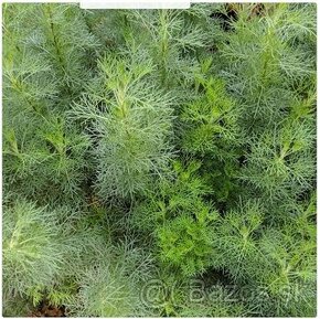 Trvalka, Artemisia 'Coca Cola', palina