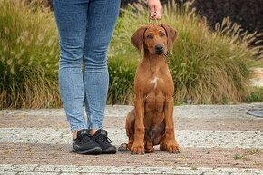 Šteniatko rodézskeho ridgebacka FCI