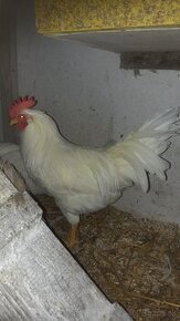 Leghorn