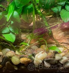 Neocaridina red rilli