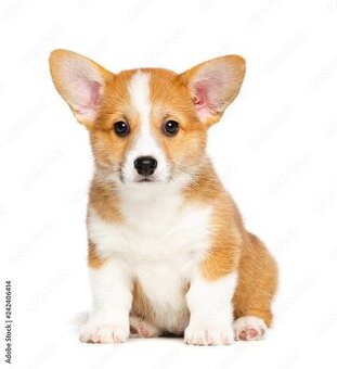 Kúpim šteniatko Welsh Corgi Pembroke