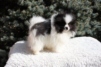 Pomeranian s PP FCI