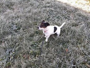 Jack russel terier