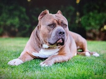 American Bully krytie