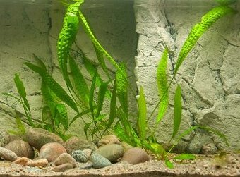 Predám akvarijné rastliny cryptocoryne aponogetifolia - 1