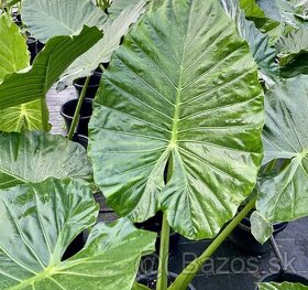 Colocasia gigantea (macrorrhizos) sadenice zháňam