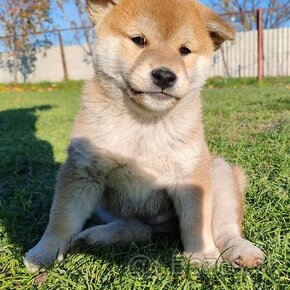 Shiba inu s PP