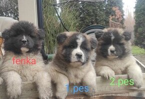 Americká Akita,Americka Akita