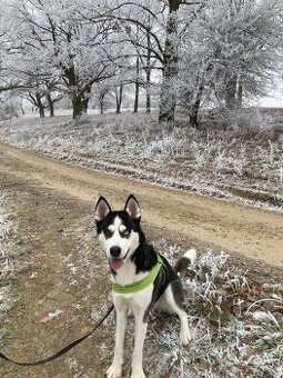 Sibírsky husky