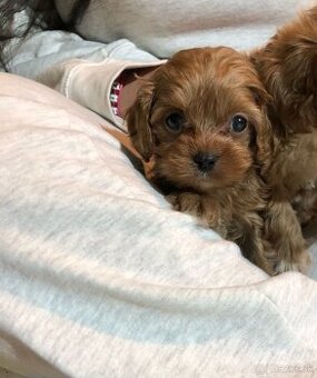 Mini cavapoo not maltipoo