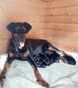 Doberman šteniatka