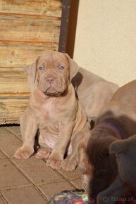 Americký Bandog