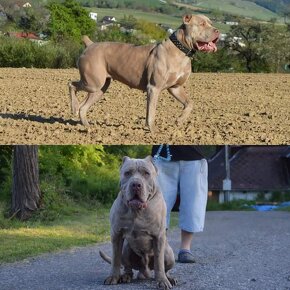 Americký Bandog