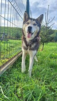 mmix husky + akita