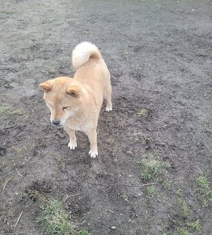 Shiba inu