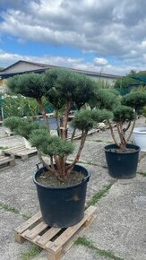 Predám Bonsai Pinus Sylvestris (Borovica lesná)