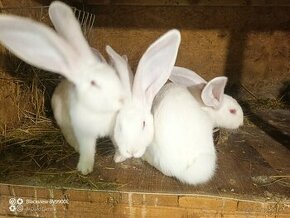 Predám králiky BO albín - 1