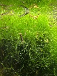 Neocaridina mix