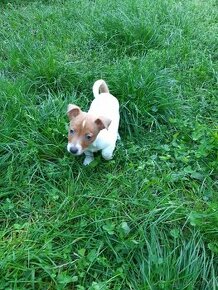 JRT Jack russell terier