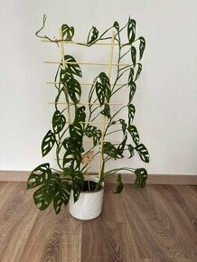 Monstera