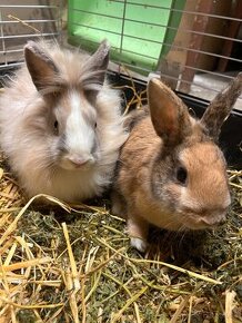 Mini lop a Teddy zajačik