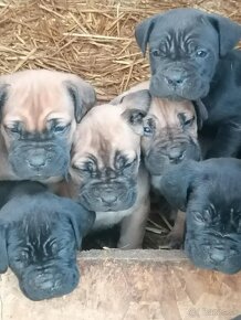 CaneCorso Šteniatka