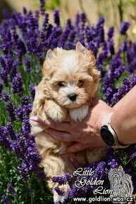 Biewer,Golddust Yorkshire Terrier