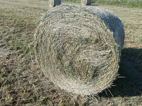 Lucerka, Lucerna, Seno