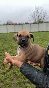 Cane Corso s PP