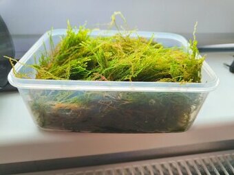 Flame moss (Taxiphyllum sp.)